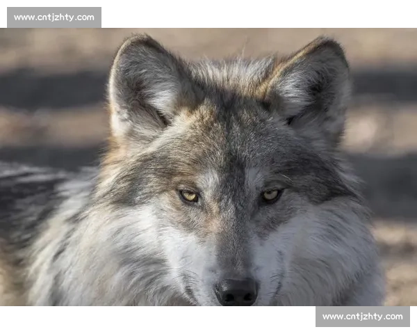 狼vs强敌生存对决策略心理与团队协作全面解析野性进化博弈实录